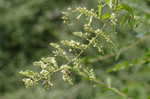 Buckwheat vine